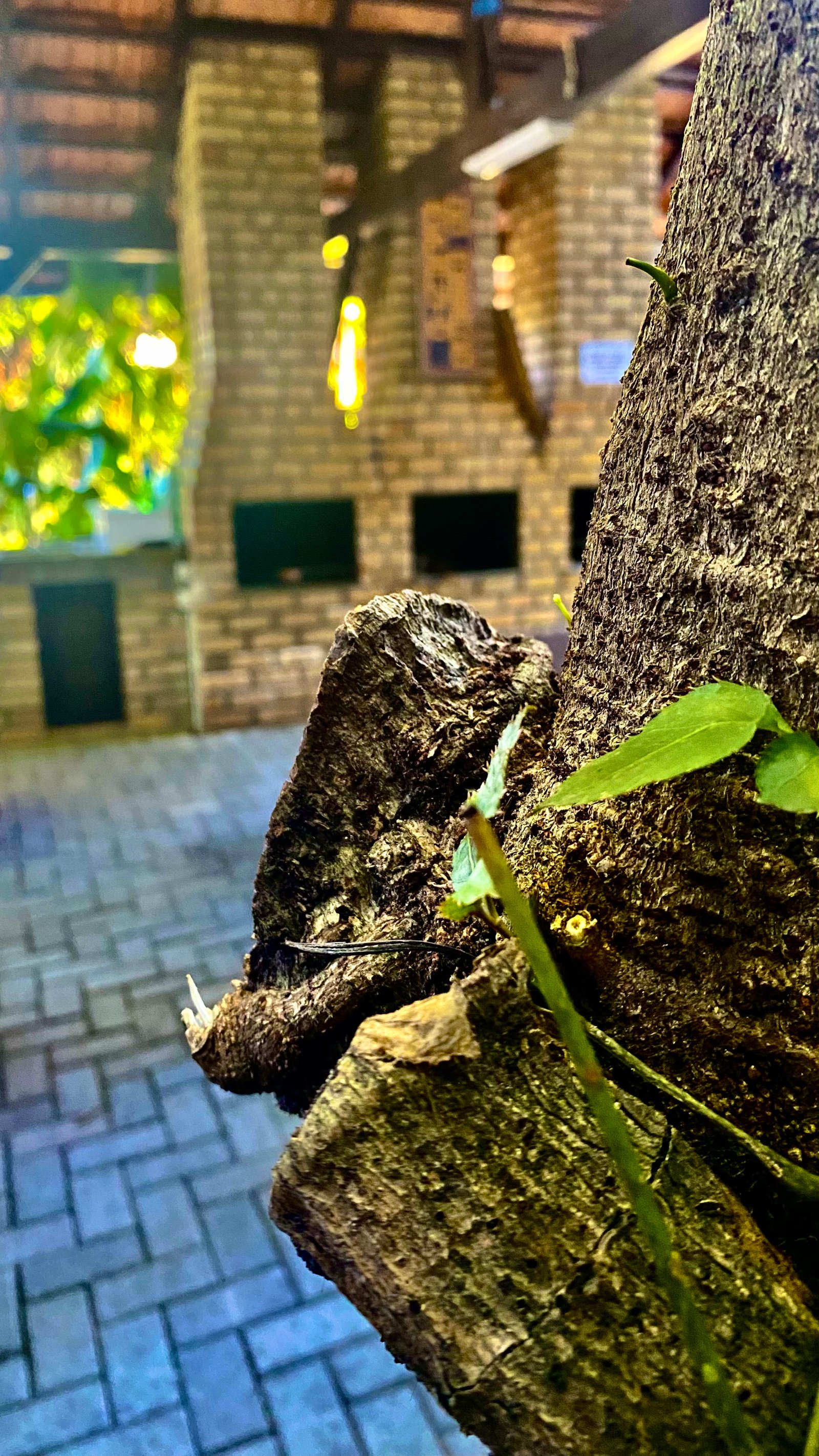 Hotel Natur Campeche - Foto 71